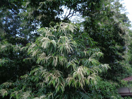 ０５．６．１０　０４３５　大原公園南の神社の参道先にある栗の木に、花房がぶら下がっていた！
