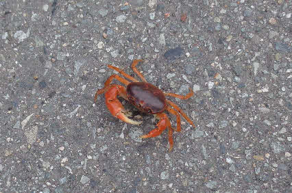 ０５．６．１０　０４３５　その拡大、死んでいるのかと思ったら生きていた！