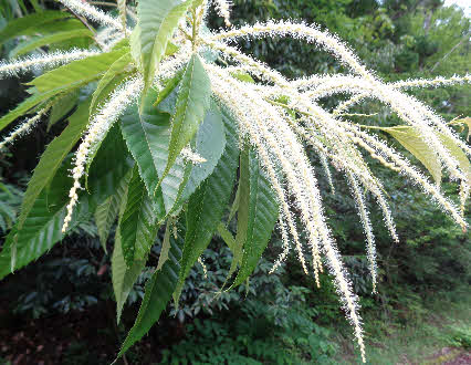 ０５．６．１０　０６００　青ノ池を過ぎて、坂を下ったところにあった、栗の花房に近づいて撮る！