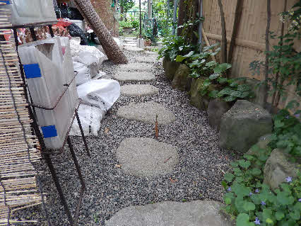 ０５．６．１５　０６１４　庭にタケノコが生えてきた！