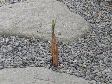 ０５．６．１５　０６１４　その拡大！