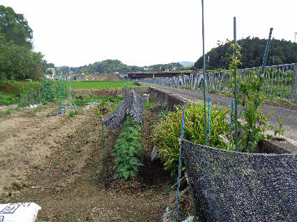 ０５．６．２７　１５０２　畑でＸＹＬが、ゴマの葉に遮光をした、その右側はミョウガ！