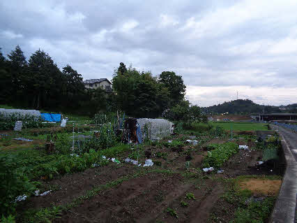 ０５．６．２８　１９０３　畑から帰る時に、北側から南方向を撮る！