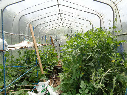 ０５．７．２　１２１０　畑のハウス内を北側から撮る、向かって右側がスイカ、左側がマクワウリ！