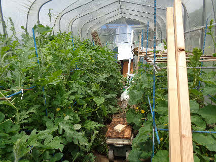 ０５．７．２　１２１０　畑のハウス内を南側から撮る！