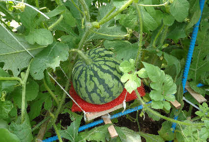 ０５．７．２　１２１０　畑のハウス内の棚でスイカを発見し、受けを付けた！