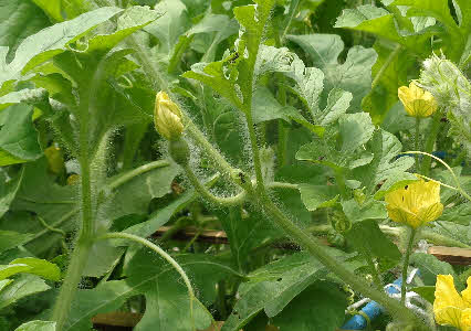 ０５．７．２　１２１１　畑のハウス内の棚で、出来てホヤホヤのスイカ！