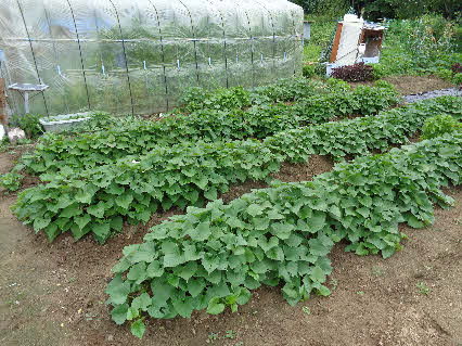 ０５．７．８　１５２８　畑のニンニク後に植えた、サツマイモ！