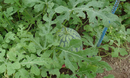 ０５．７．８　１５２８　畑のハウス内の、露地？でスイカを発見、約２０ｃｍ！