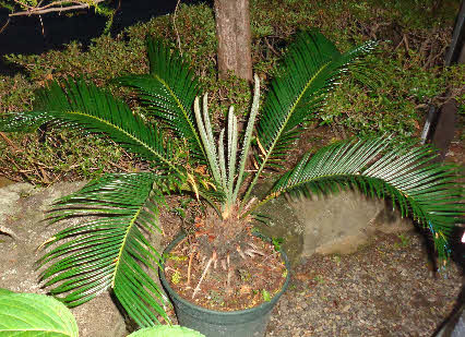 ０５．７．８　１９２５　玄関横に置いてある、ソテツが新芽を出した！