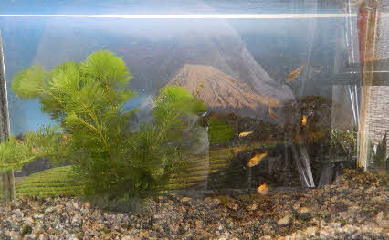 ０５．７．１７　１５２９　水槽の金魚だけど、８匹入れている、小さい５ｍｍから１．５ｃｍくらいと幅がある！