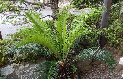 ０５．７．１７　１５３２　家の北西方向に置いてるソテツだけど、新芽が葉っぱになった！