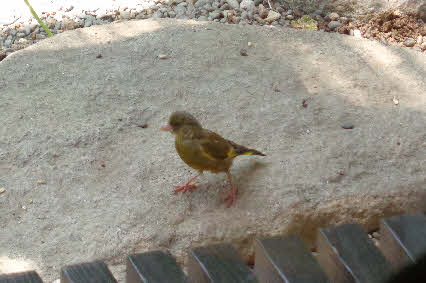 ０５．７．２０　１１３５　庭に珍しい訪問者、マヒワ？が１羽でやってきた、初めてのこと！