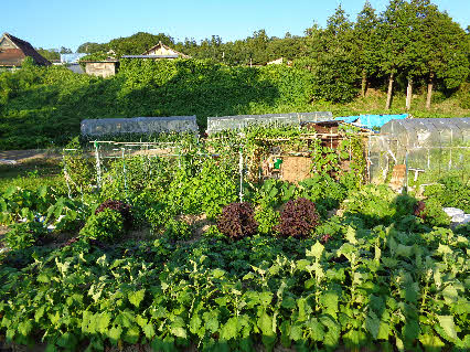 ０５．７．２０　１８０３　畑の状況、手前がヤーコンで、左奥がインゲン！