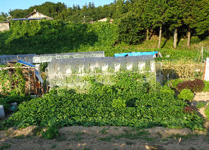 ０５．７．２０　１８０３　畑の状況、ニンニクの後に植えた、鳴門金時と紅あづま！