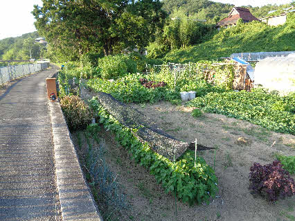 ０５．７．２０　１８０４　畑の状況、ニンニクの後に植えた、ゴマの葉で日よけをしている！