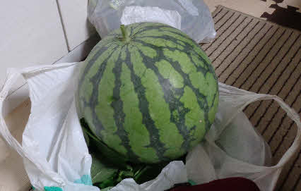 ０５．８．６　１８５７　ハウス内で順調に育っていた、大玉スイカを収穫し、割れないように持ち帰った！