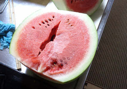 ０５．８．６　１８５７　切ると、たなが落ちており、６．５ｋｇあった！