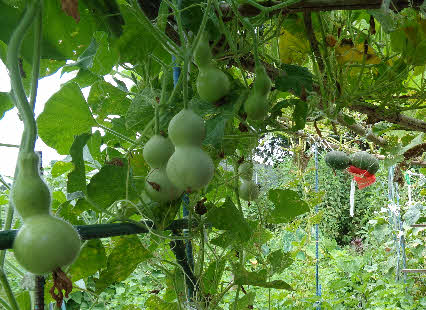 ０５．８．７　１０４１　畑の小屋の前から来た方向を見ると、ヒョウタンと遠くにカボチャが見える！