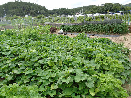 ０５．８．７　１０４１　今年のサツマイモの葉っぱは、勢いが良く３畦あるけど、もう４畦以上に範囲を広げている！