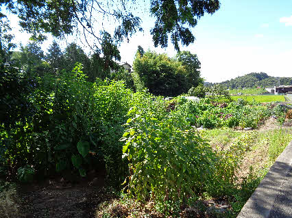 ０５．８．１１　０９５４　畑の北側から南方向を見ると、左側に背丈が大きい菊芋が見える！