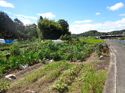 ０５．８．１１　０９５４　さらに畑の北側から南方向を見る、手前のサツマイモは違う人のもの！