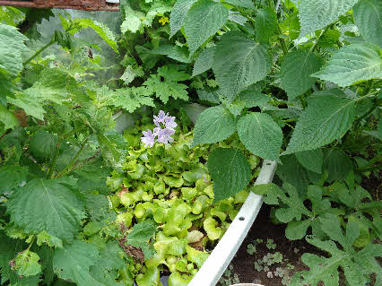 ０５．８．１１　１１０４　ゴマの葉っぱに隠れるように、ユニットバスに咲くホテイアオイの花が見える！