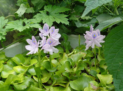０５．８．１１　１１０４　ホテイアオイの花は、薄紫色のさっぱりした感じの花！