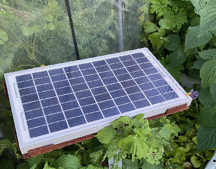 ０５．８．１３　１８０４　畑のハウス横にある、ソーラパネルゴの上にアマガエルが２匹、それもまだ小さいのがいた！