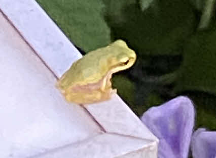 ０５．８．１３　１８０４　その右側の拡大！