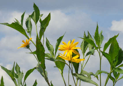 ０５．８．１３　１８４０　菊芋の花が咲いていた！