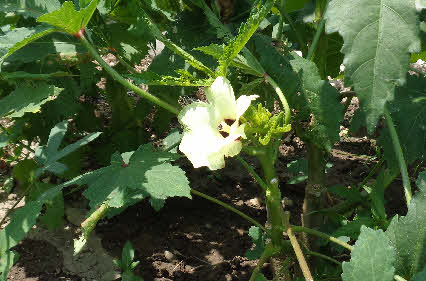 ０５．８．１３　１８４０　その近くに、オクラの黄色い花が咲いていた！