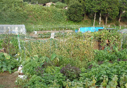 ０５．８．１８　１８０５　まだ一度も収穫していない、インゲンが枯れ出した、台風で根本が揺れたのか！