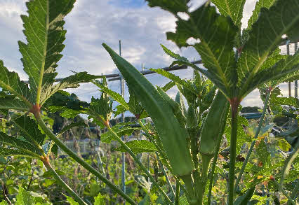 ０５．８．２２　１７５０　２日間採らなかったら、巨大オクラになっていた！
