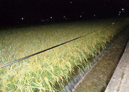 ０５．９．３　０４１０　大原公園南のイチゴハウス横の稲穂が頭を垂れていた！