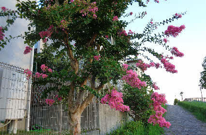 ０５．９．３　０５４９　イオンの西側の遊歩道横のサルスベリが赤い花をつけていた！