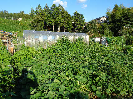 ０５．９．３　１６５１　畑のサツマイモの成長が凄く、一面を覆っている！