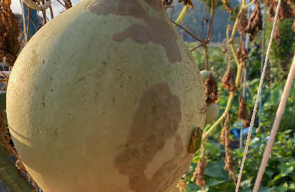 ０５．９．　９　１６４２　畑の小屋の前の大ヒョウタンにアマガエルがひっついていた！