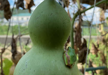 ０５．９．１０　１６２０　畑の小屋の前の小ヒョウタンに、又々アマガエルがひっついていた！