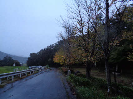 ０５．１０．９　０４５０　総合公園北側下の広場横のカツラの木が黄色く色づき始めている！