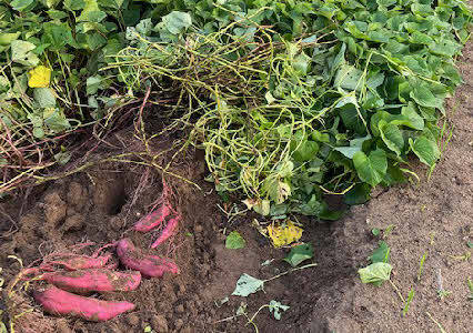 ０５．１０．１５　１６５４　サツマイモの試験堀をして見た！