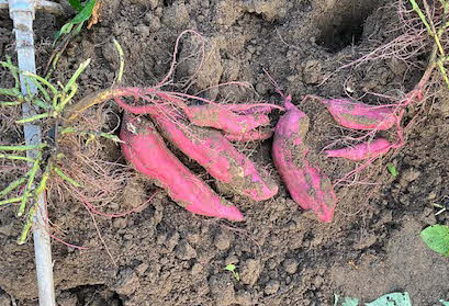０５．１０．１５　１６５４　掘ってビックリ、歴代最大のイモが出来ていた！