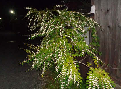０５．１０．１７　０４３５　銀山の悠久の館手前の民家そばのシロシキブ、数年前にはムラサキシキブもあったけど枯れた！