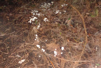 ０５．１０．１７　１６５４　銀山からの杉林の中で、毎年出る白いキノコが、今年は山道にも生えた！