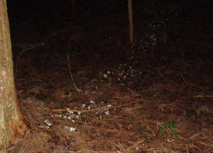 ０５．１０．１７　１６５４　そこから上には例年通りの生えよう！