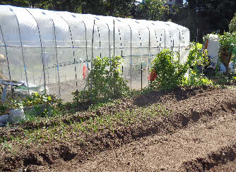 ０５．１０．２２　１００５　畑でポットからニンニクを移植、その途中！