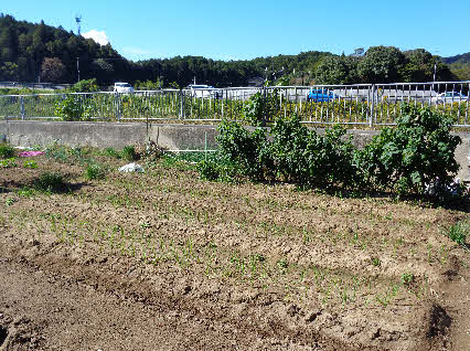 ０５．１０．２２　１００５　一番奥の畦が８月１１日に種を植えた分で、まばらだったのが一気に目覚めたか？出てきた！
