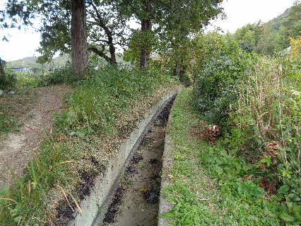 ０５．１０．３０　１０５７　畑の用水路で、北方向の左側に電源線を埋設する予定で、裾刈りをして埋設溝を掘ることになる！