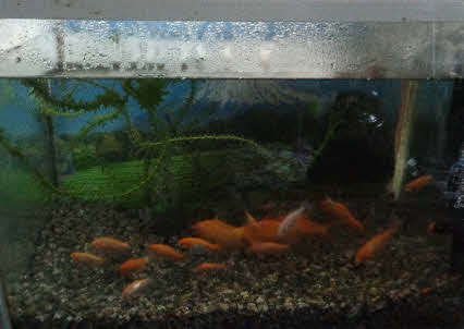 ０５．１１．８　０６２９　家の水槽の金魚で、１９匹いるけど大きくなった！