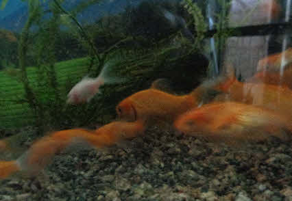 ０５．１１．８　０６２９　その拡大というか、接近したところ、大きさに大きな開きがある！